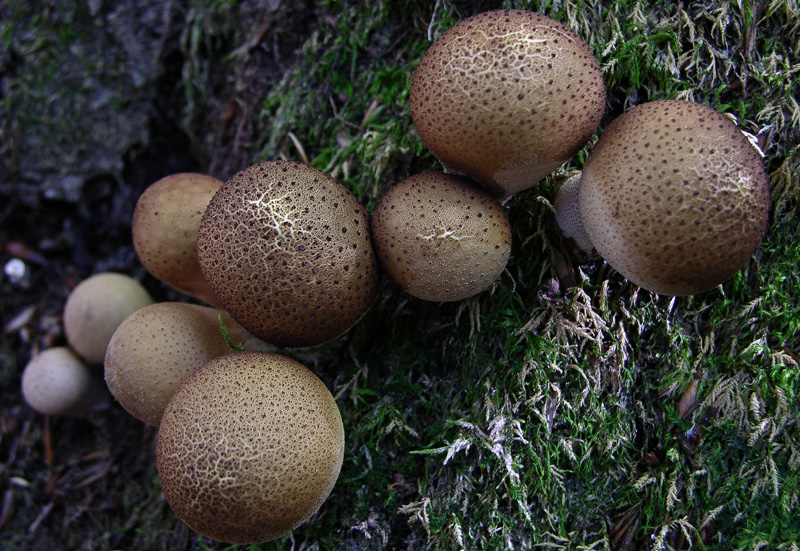 Gastromycetidae.